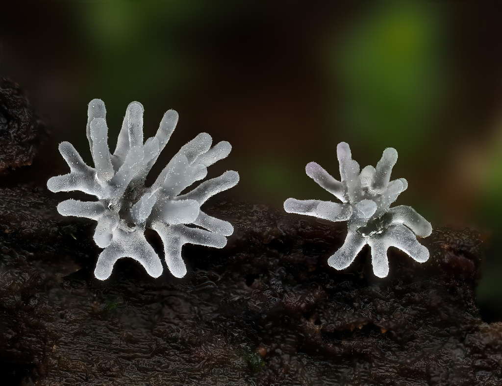 Common Coral Slime reference