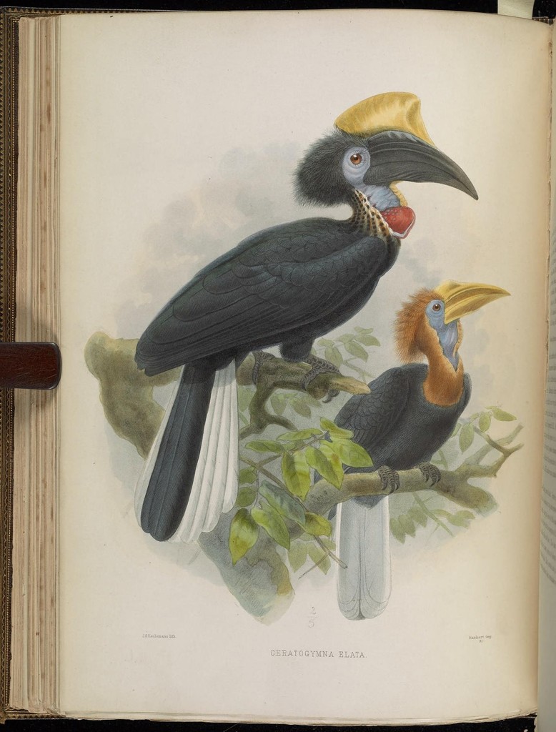 Yellow-casqued Hornbill reference