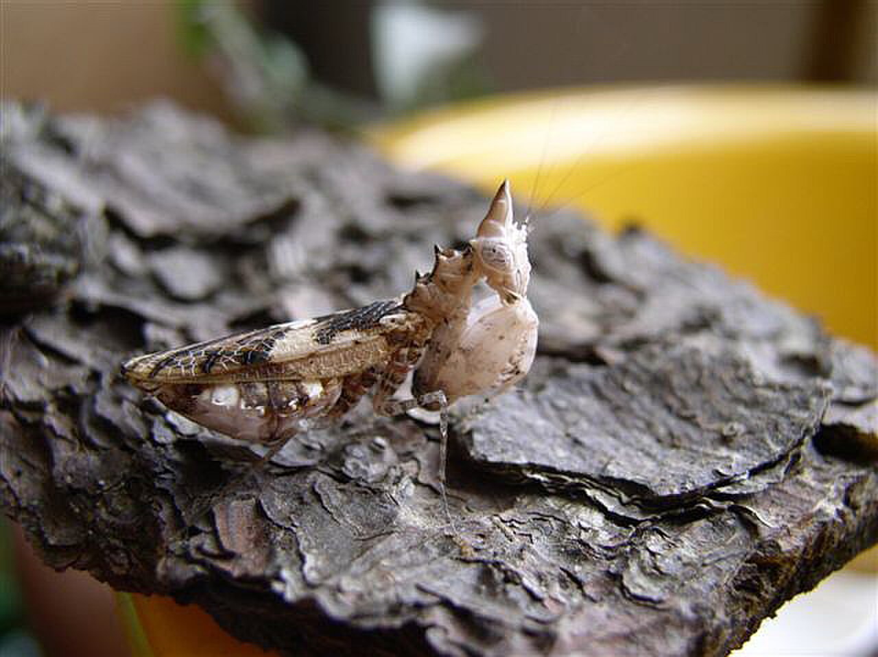 Bird Poop Mantis reference