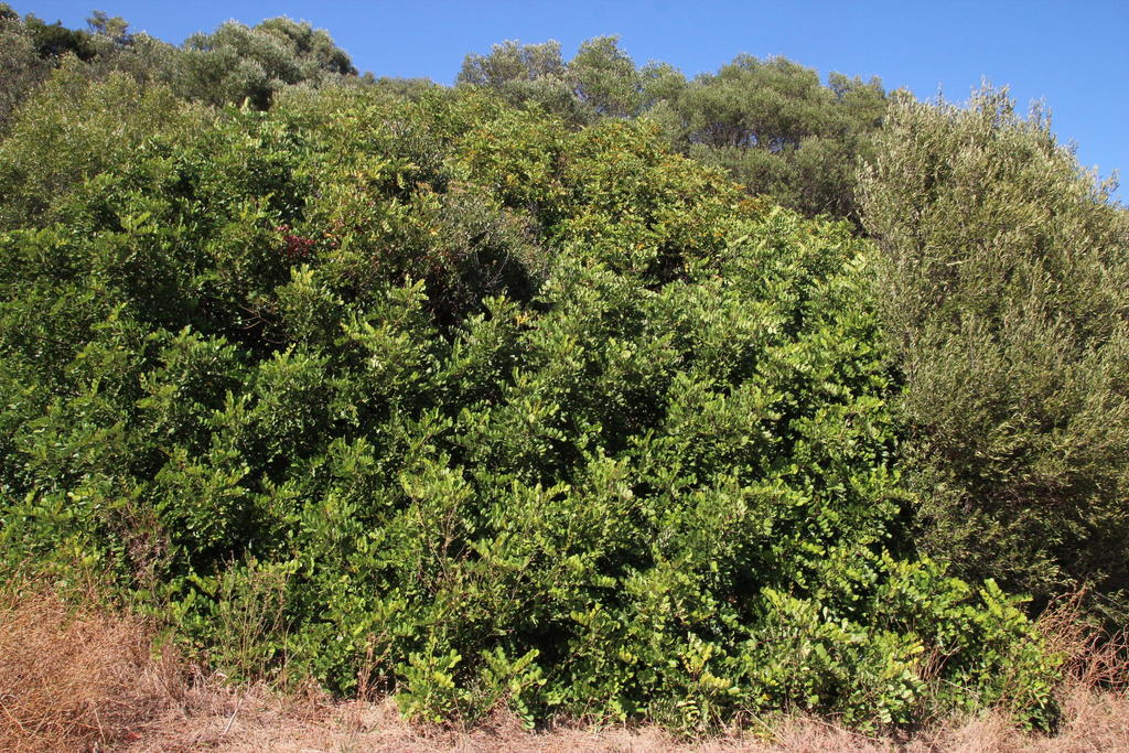 Carob Tree reference
