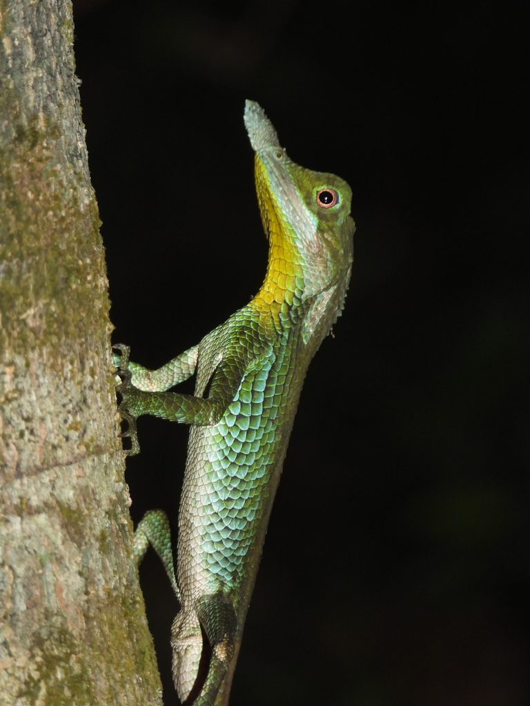 Sri Lanka Horned Lizard reference