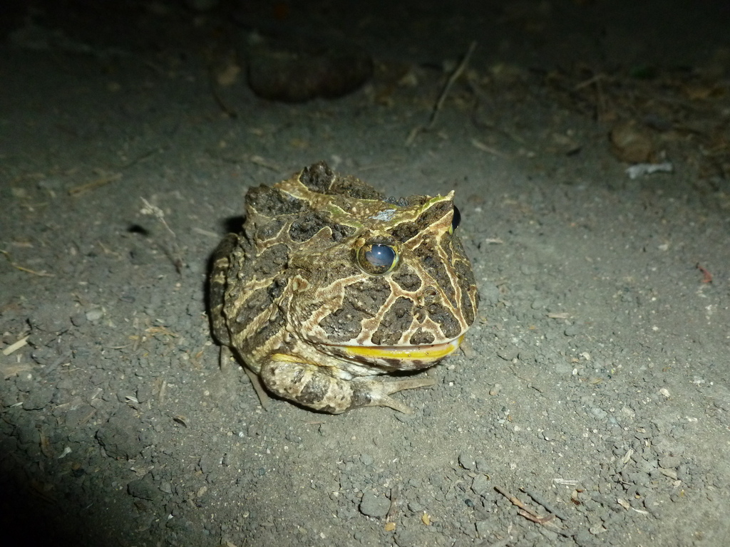 Colombian Horned Frog reference