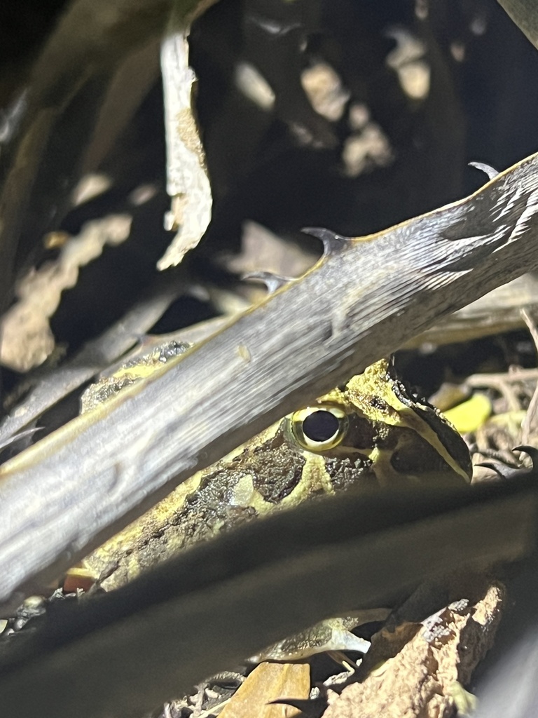 Chacoan Horned Frog reference