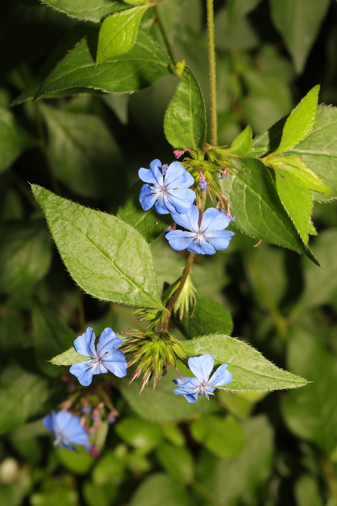 Blue Leadwort reference