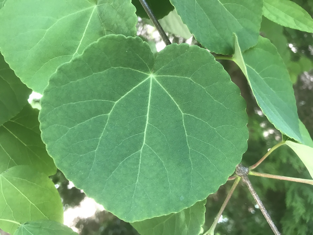 katsura tree reference