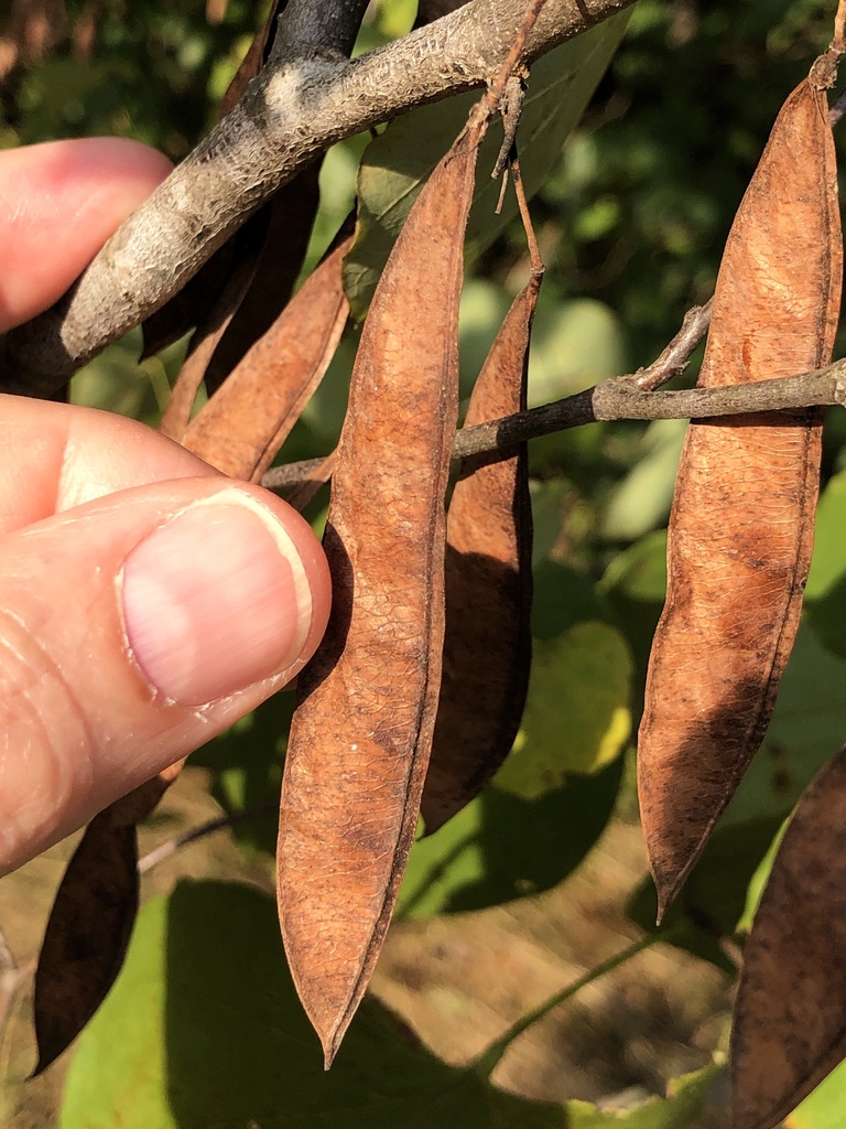 eastern redbud reference