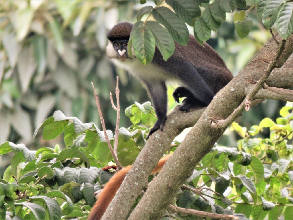 Red-tailed Monkey reference