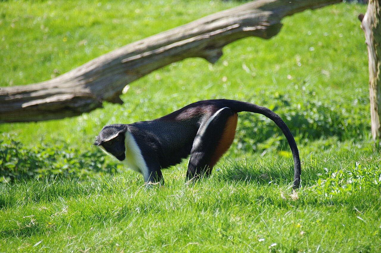 Diana Monkey reference