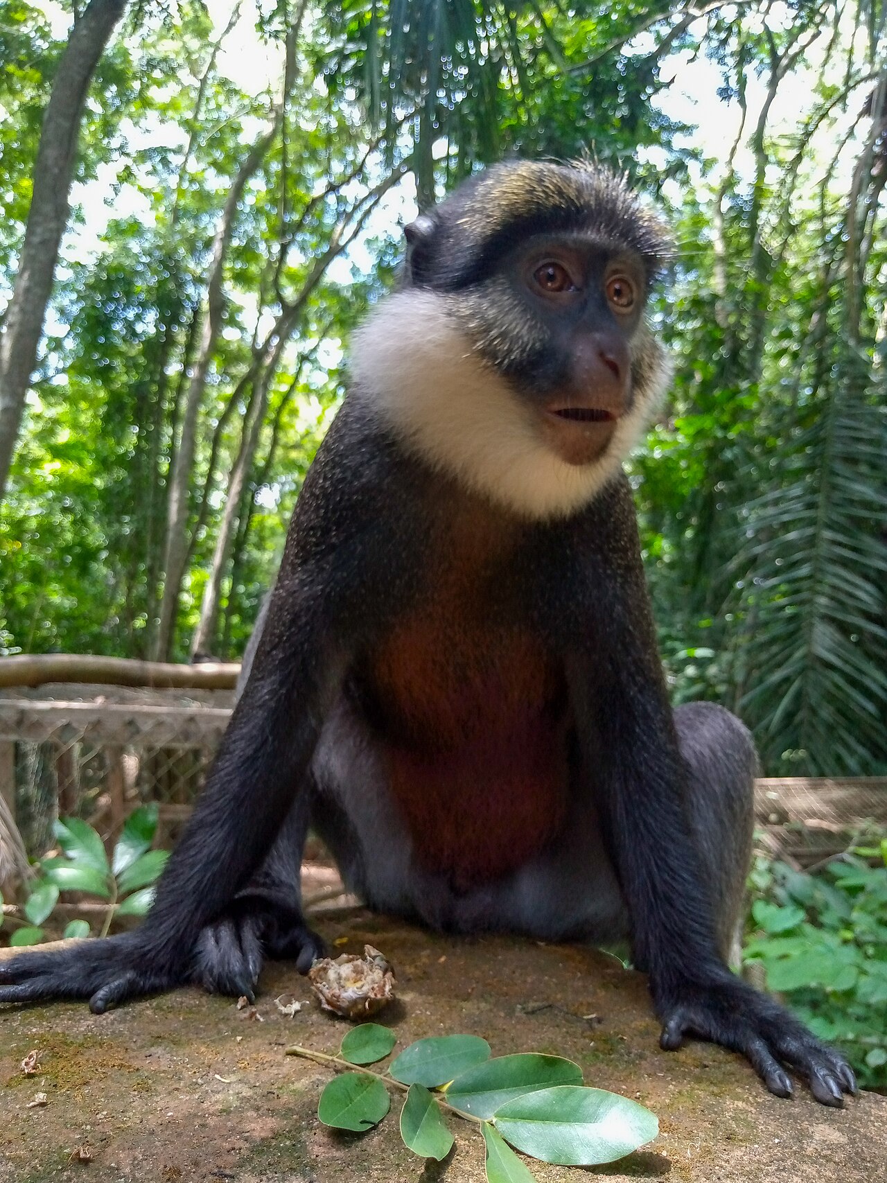 White-throated Monkey reference