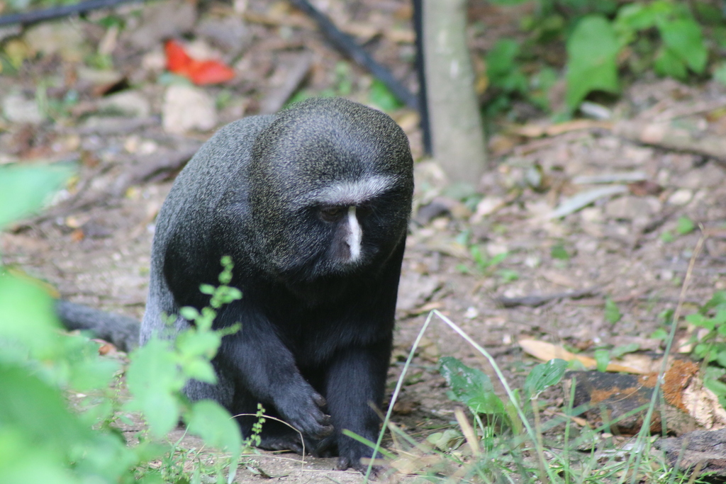 Owl-faced Guenon reference