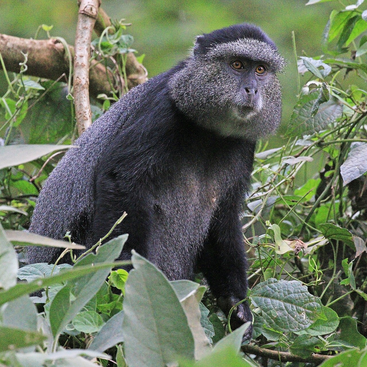 Sykes' Monkey reference