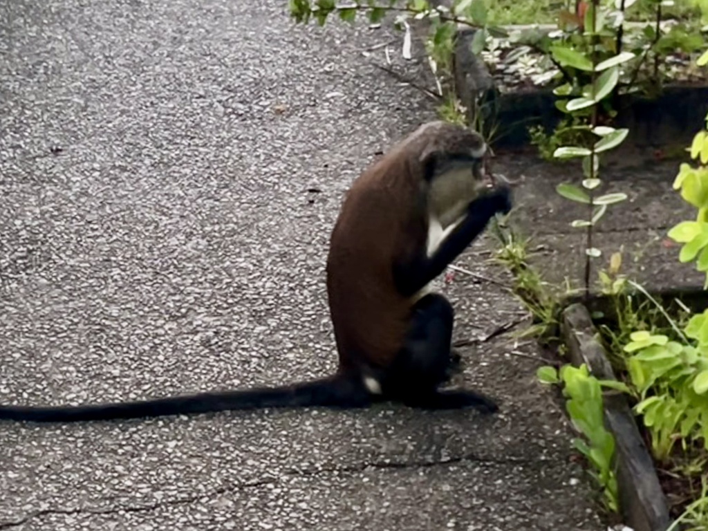 Mona Monkey reference