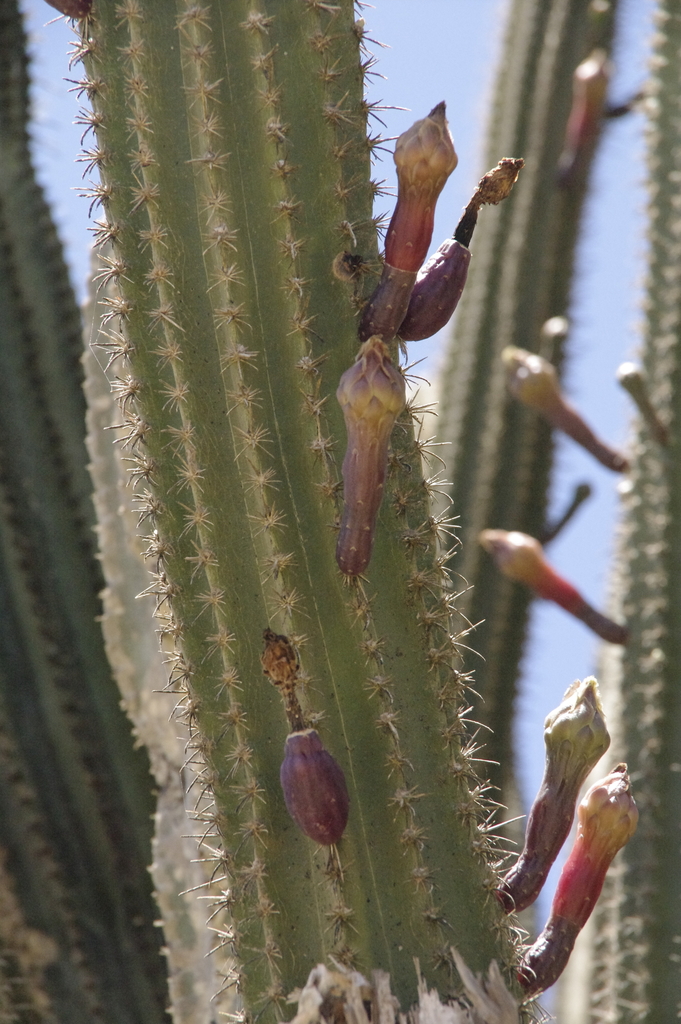 Venezuelan apple cactus reference