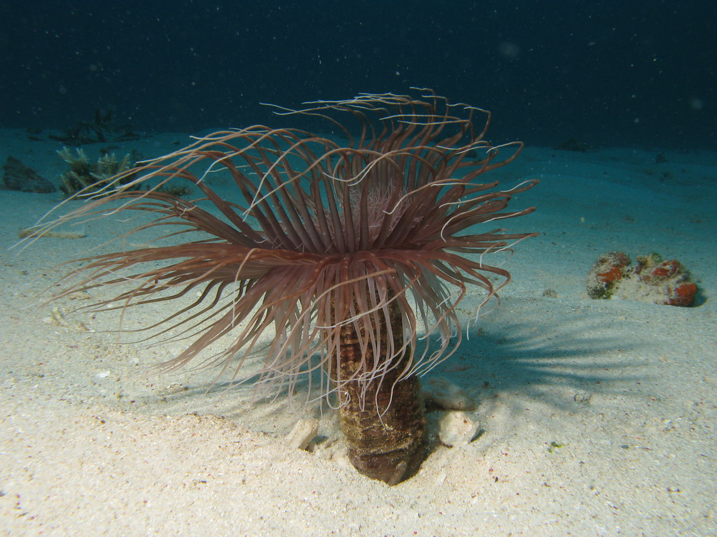 Cylinder Anemone reference
