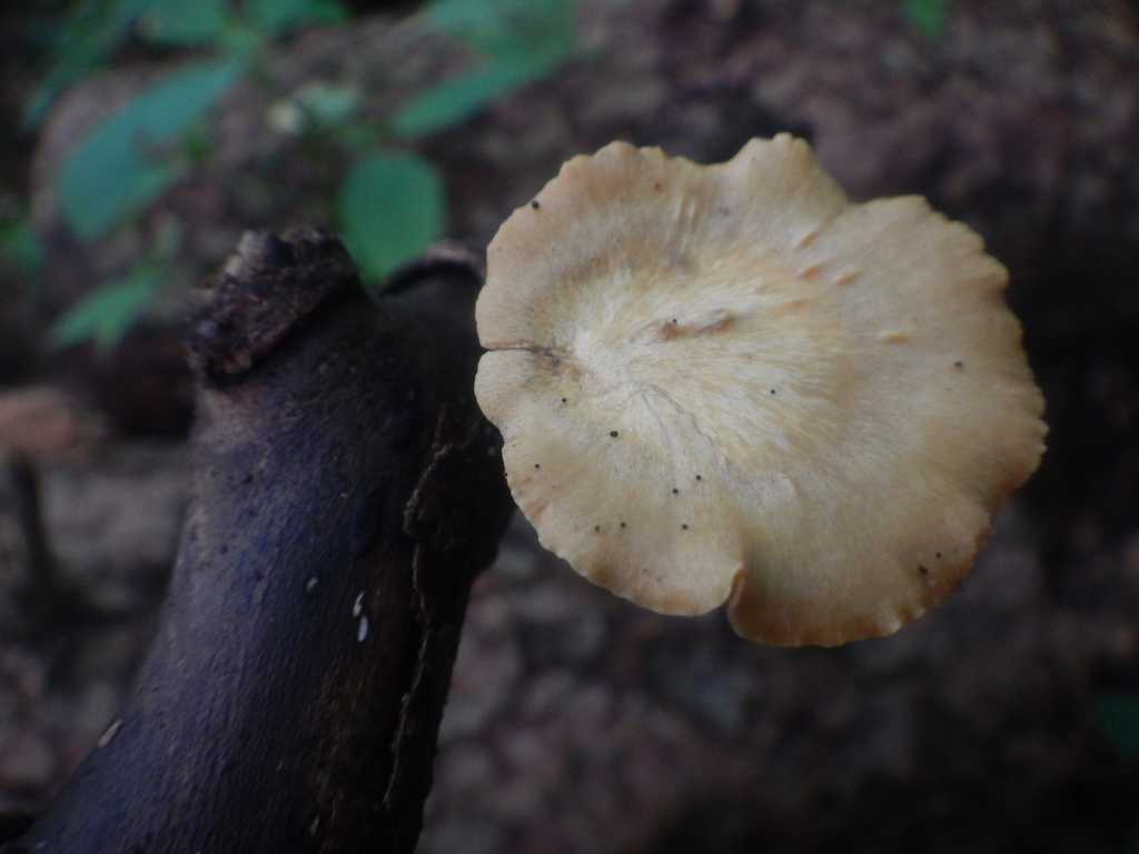 Blackfoot Polypore reference
