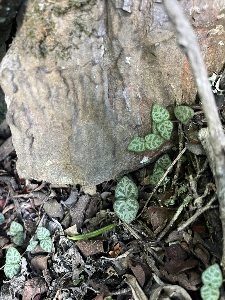 Rosary Vine reference