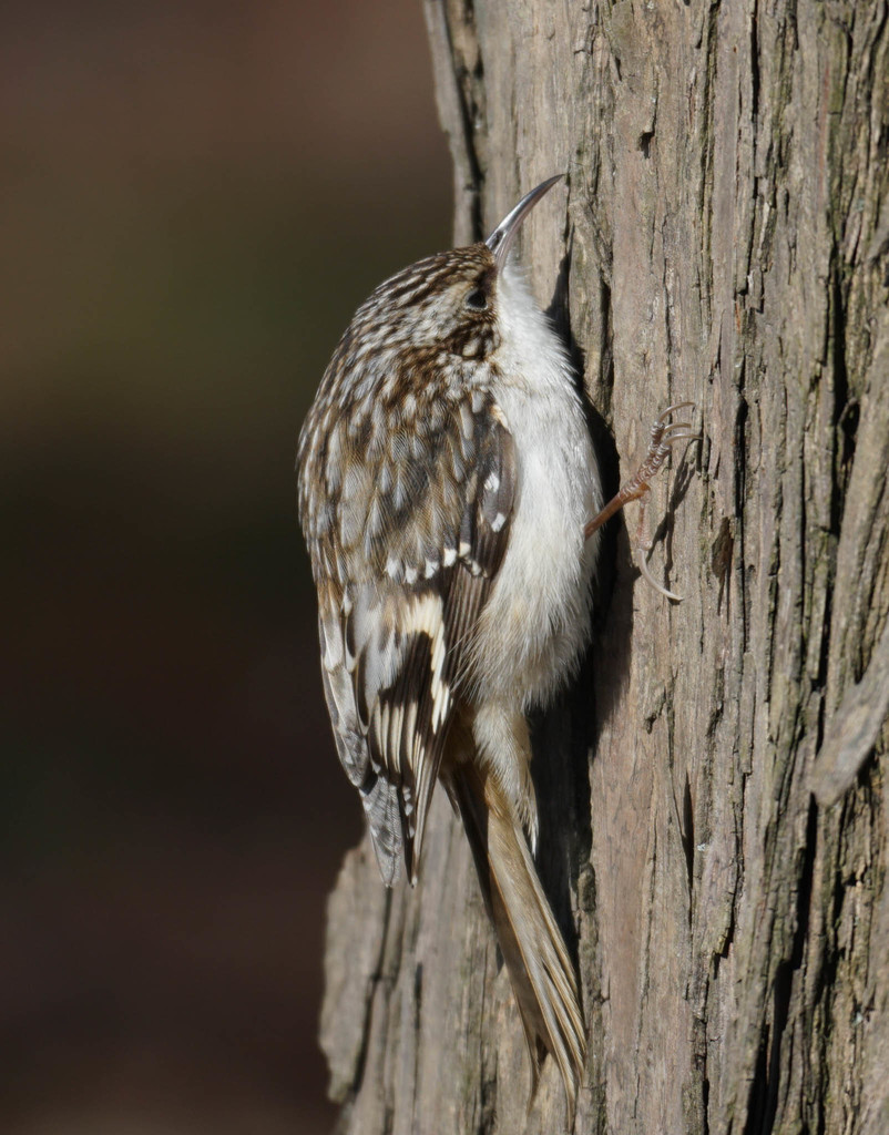 Brown Creeper reference