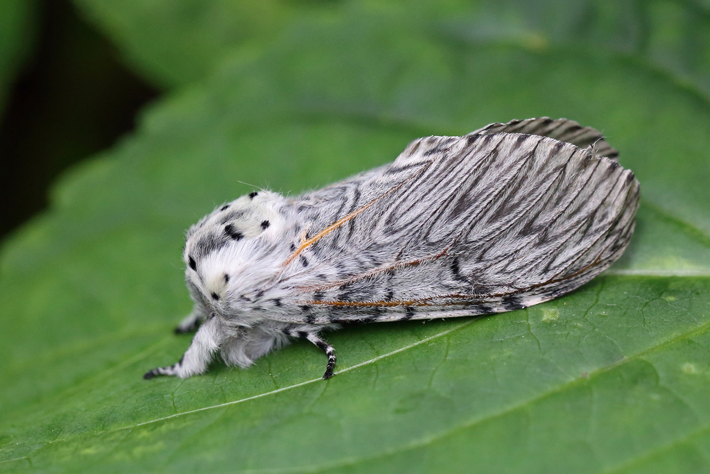 Puss Moth reference