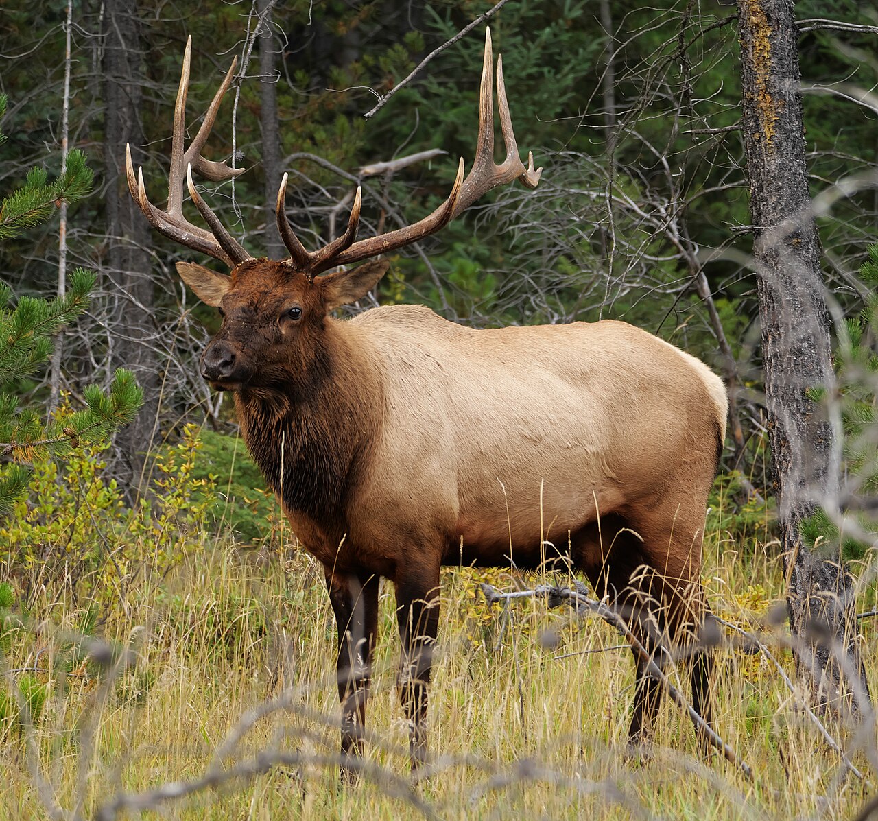 Elk reference