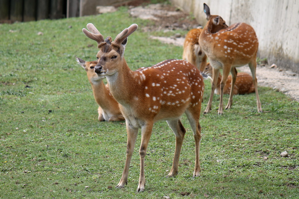 Sika Deer reference