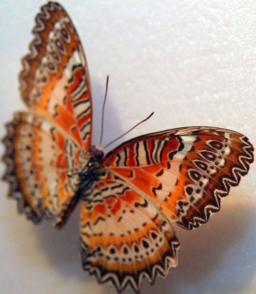 Red Lacewing Butterfly reference