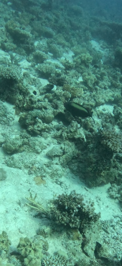 Bicolour Parrotfish reference