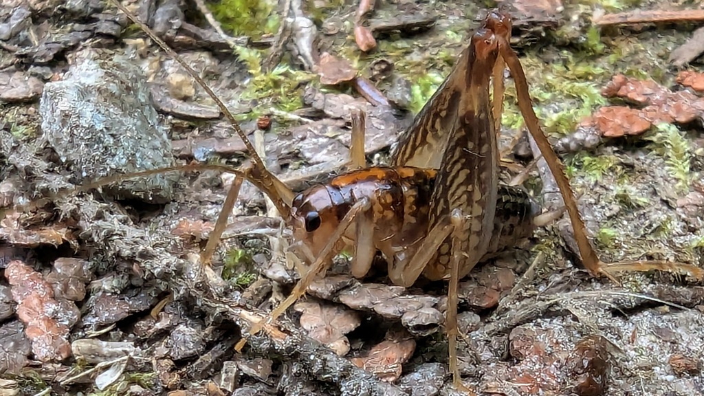 Spotted Camel Cricket reference