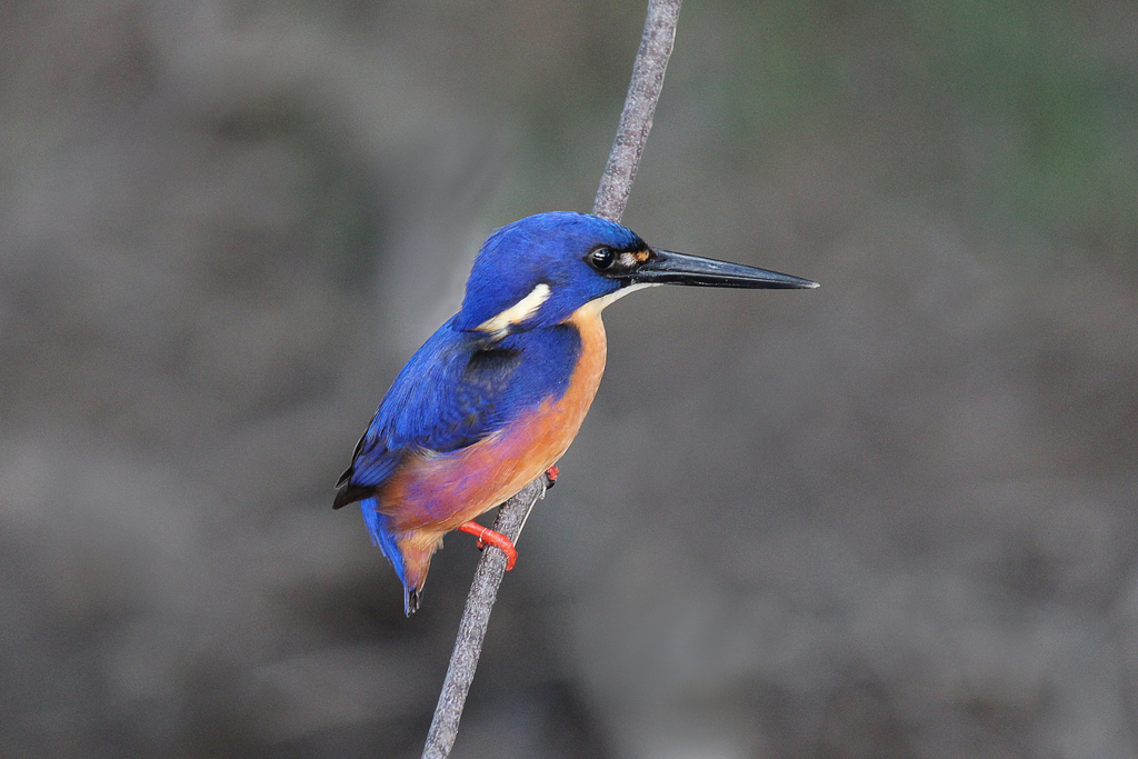 Azure Kingfisher reference
