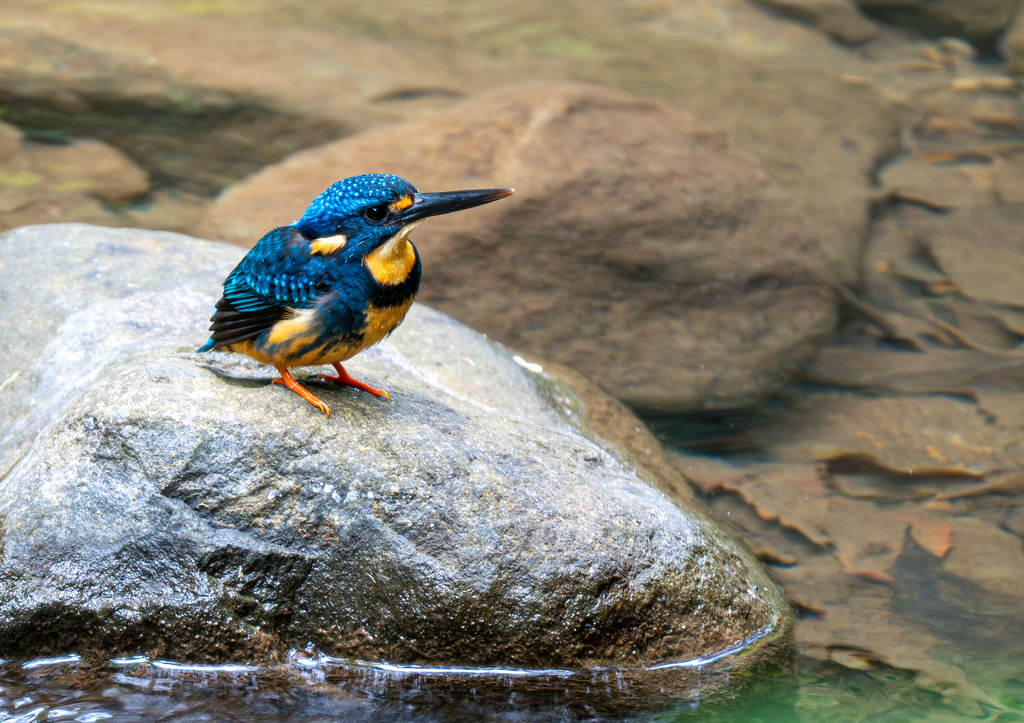 Indigo-banded Kingfisher reference