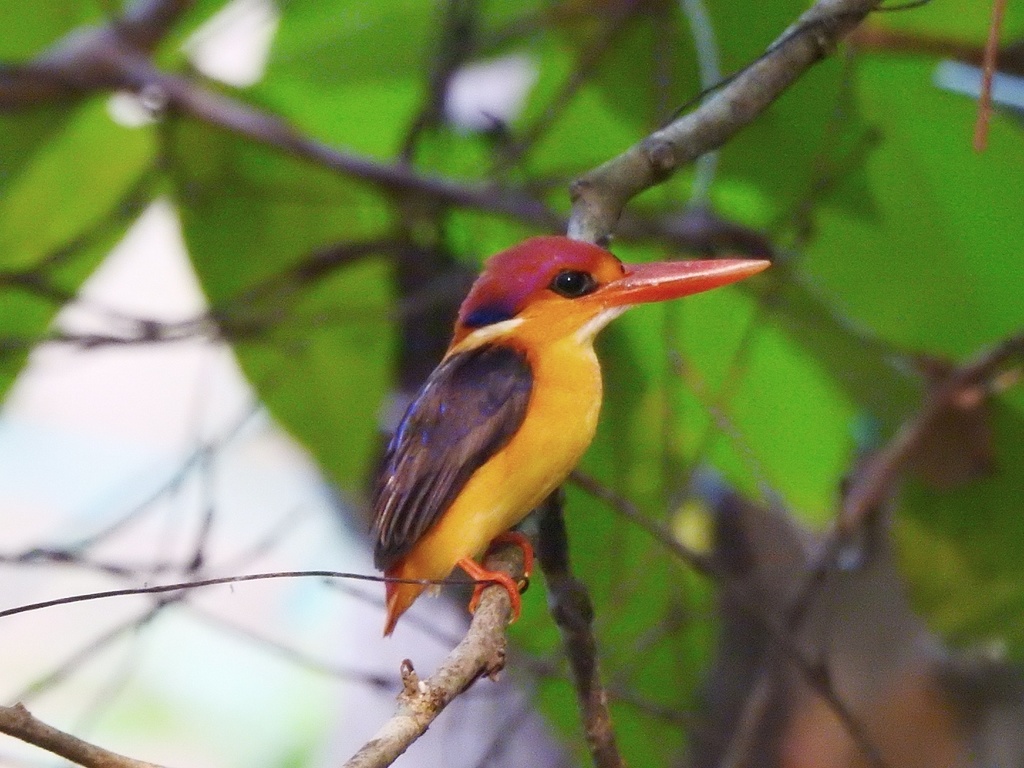 Black-backed Dwarf Kingfisher reference