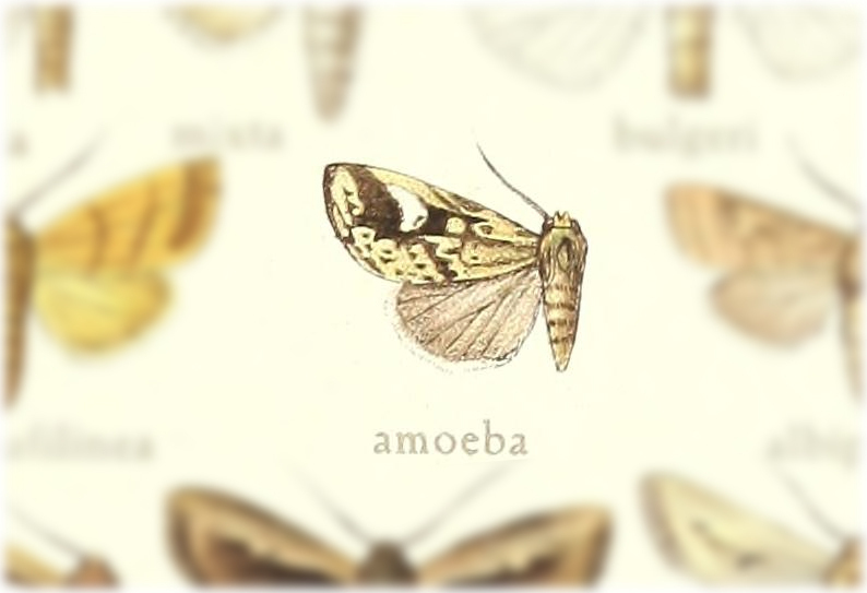 Chabuata amoeba reference