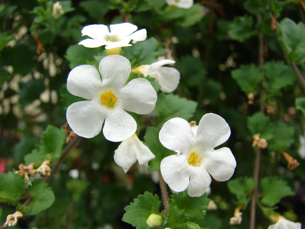 Bacopa reference