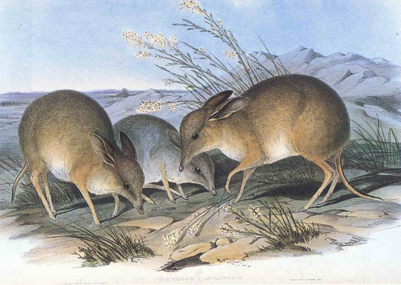 Southern Pig-footed Bandicoot reference
