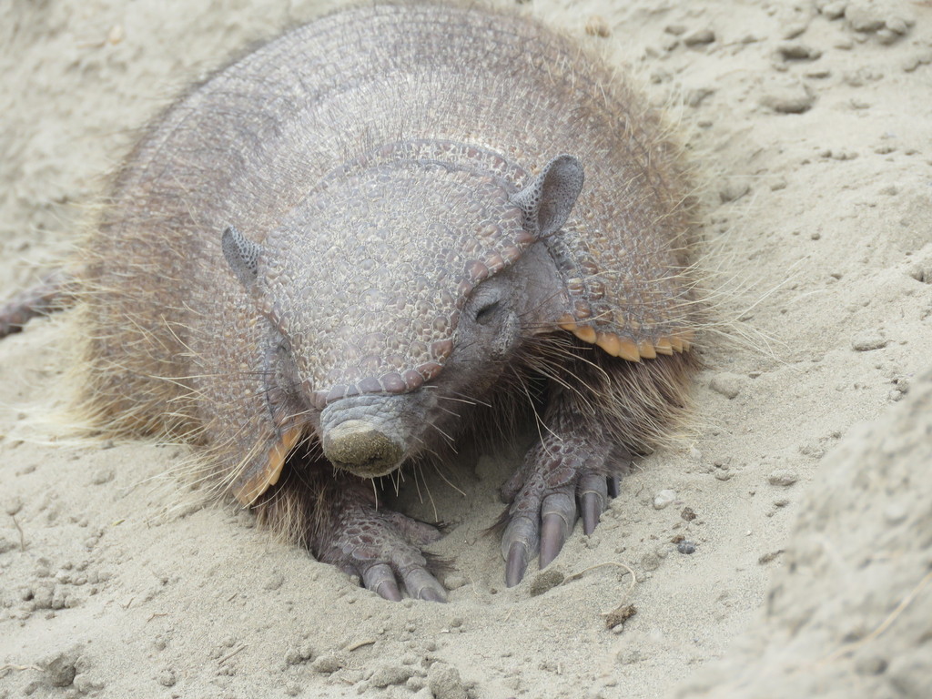 Big Hairy Armadillo reference