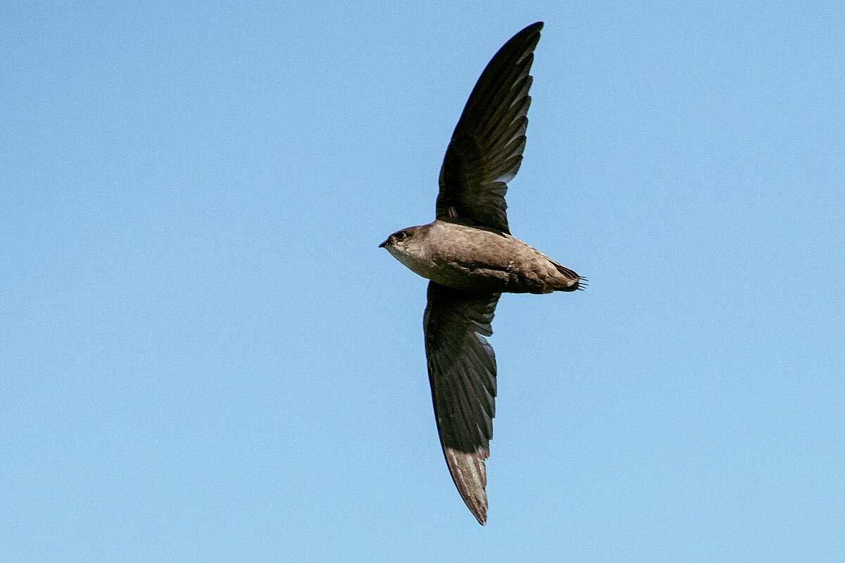 Chimney Swift reference