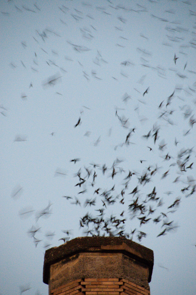 Vaux's Swift in season