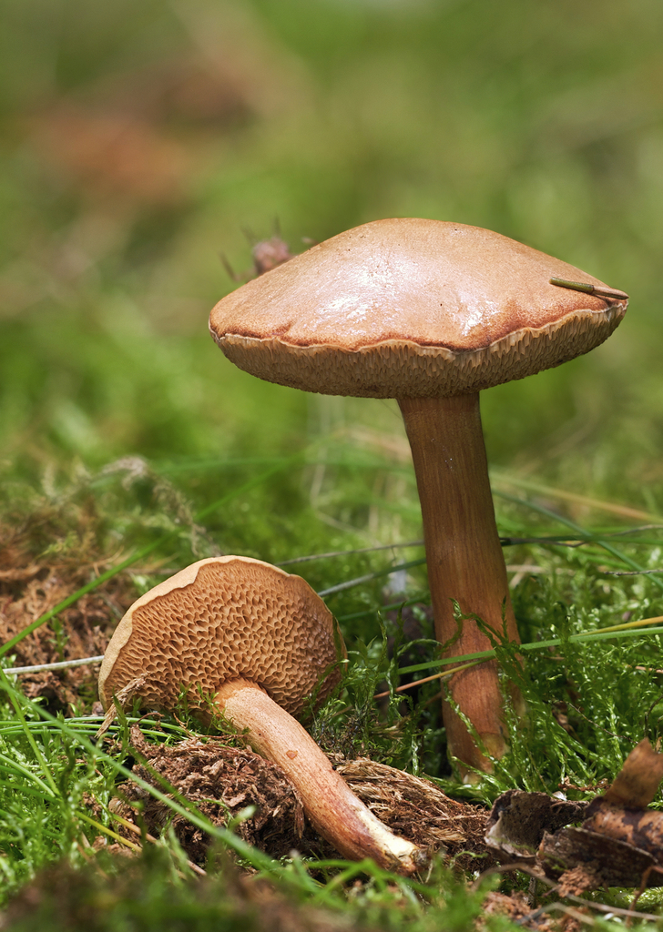 Peppery Bolete reference