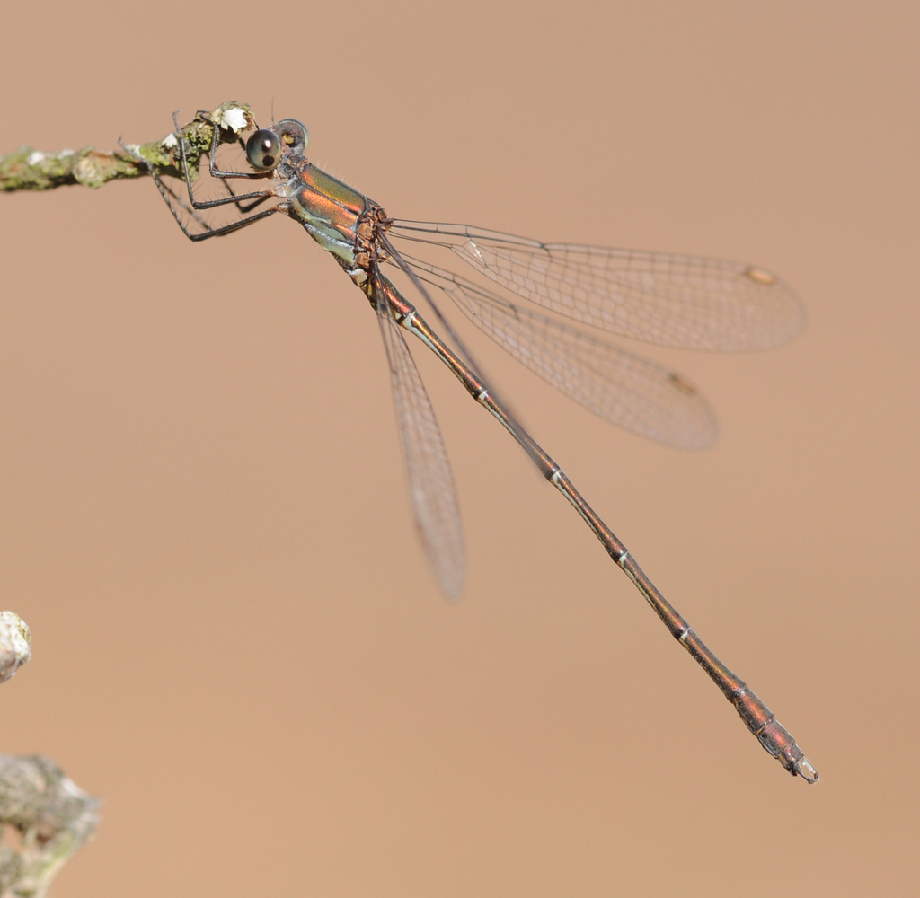 Western Willow Spreadwing reference