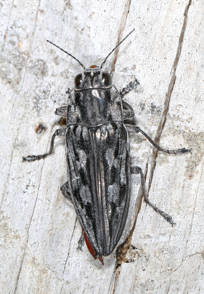 Sculptured Pine Borer reference