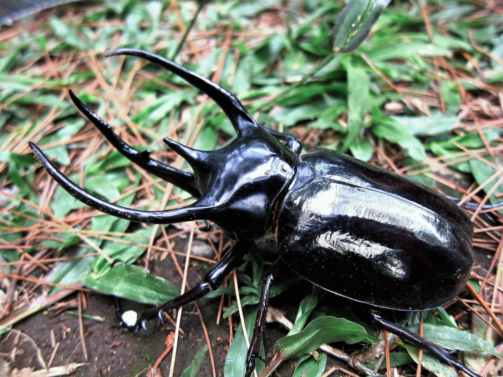 Chiron Beetle reference