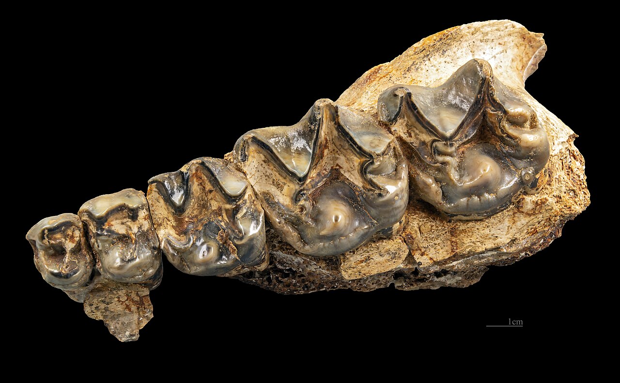 Chalicotherium goldfussi reference