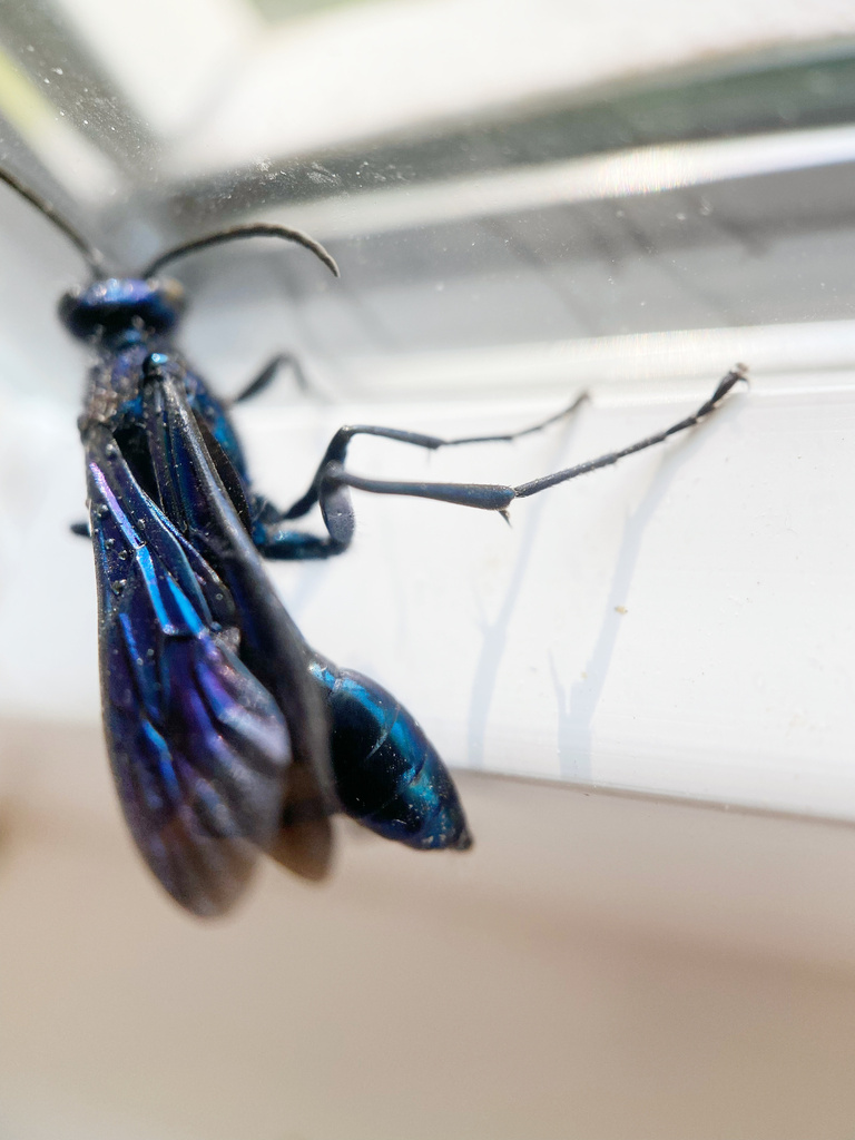 Common Blue Mud-dauber Wasp reference
