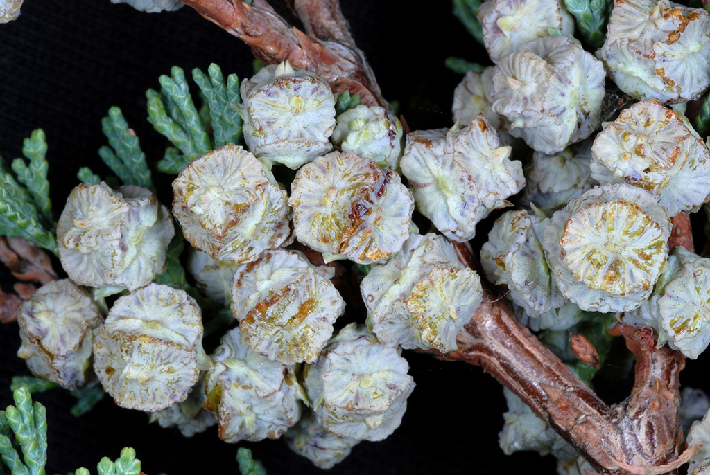 Atlantic white cedar reference