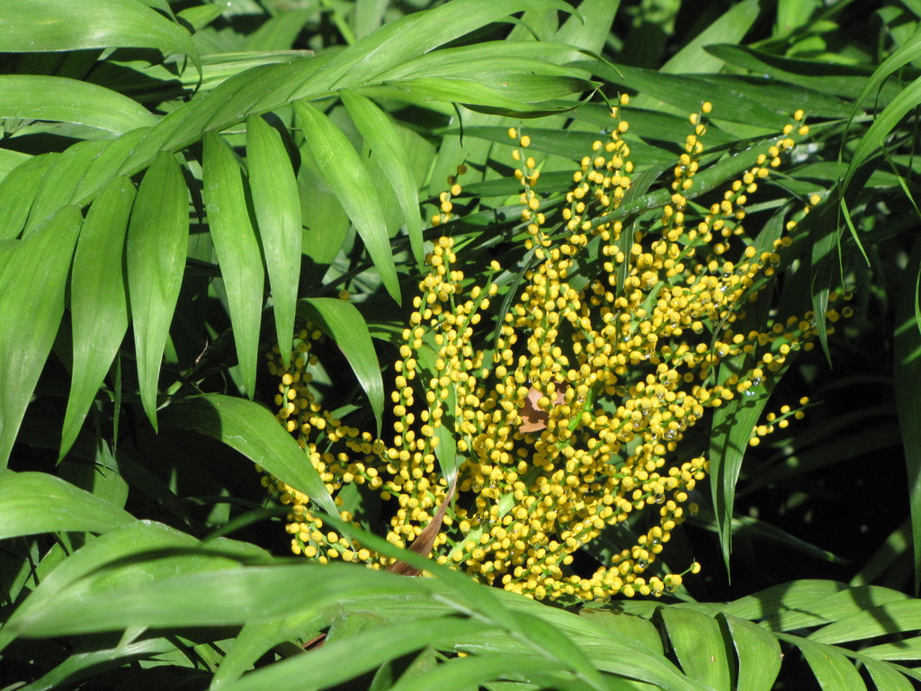 Parlour Palm reference