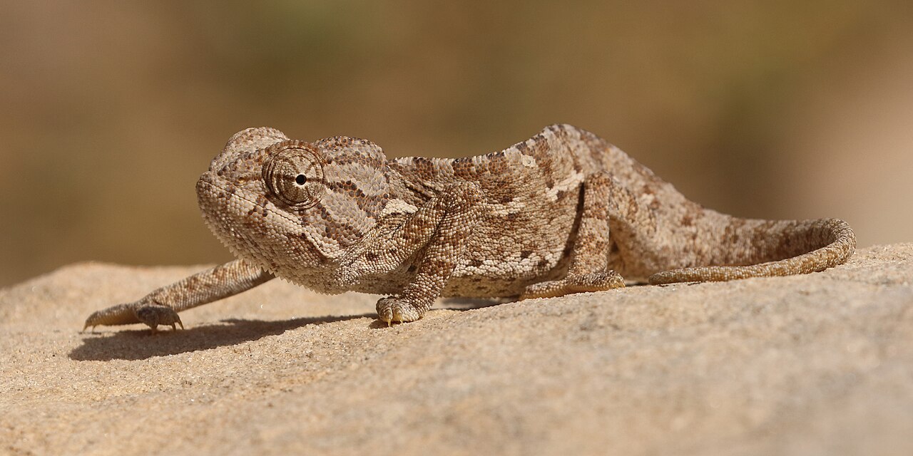 Common Chameleon reference