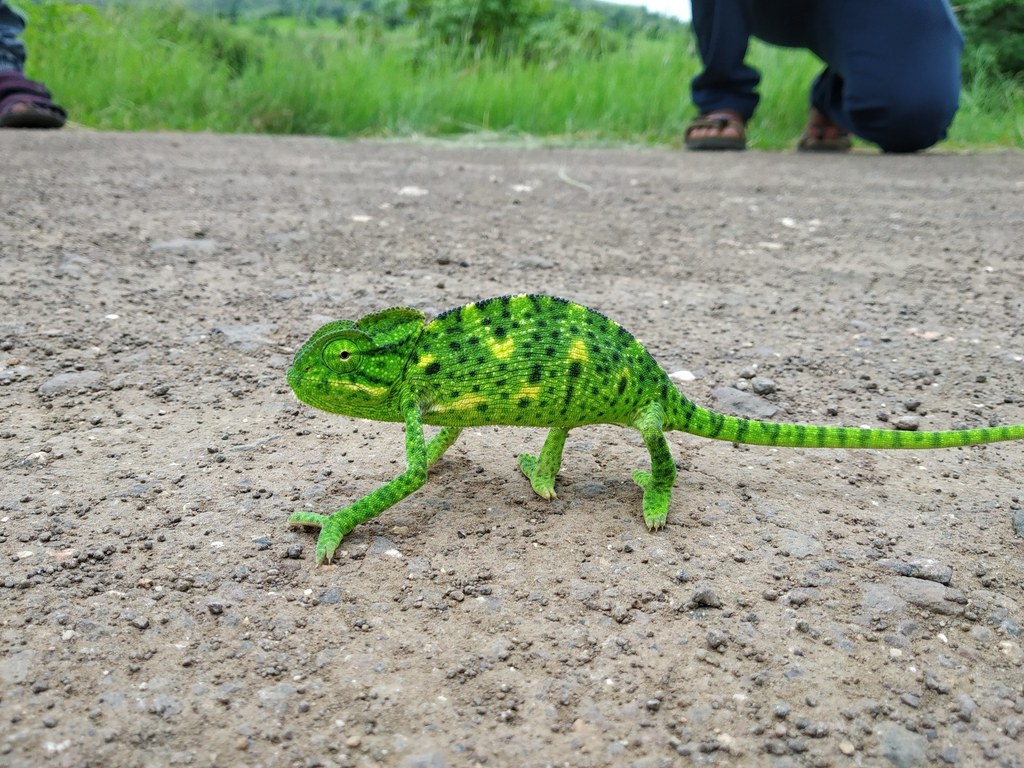 Indian Chameleon reference
