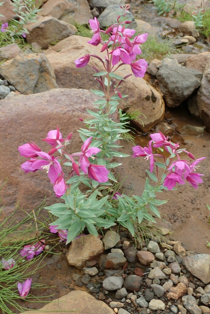 Dwarf Fireweed reference