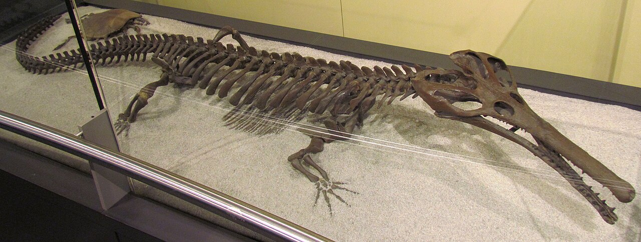 Champsosaurus albertensis reference