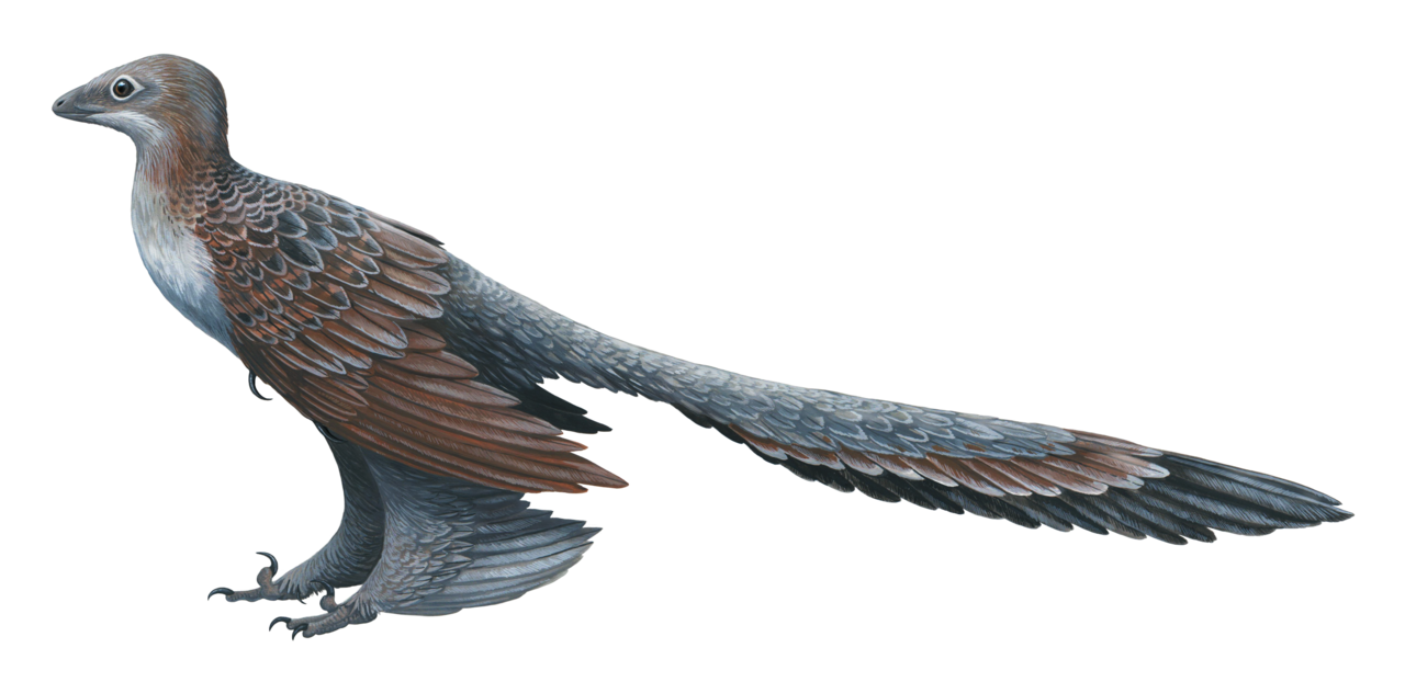 Changyuraptor yangi reference