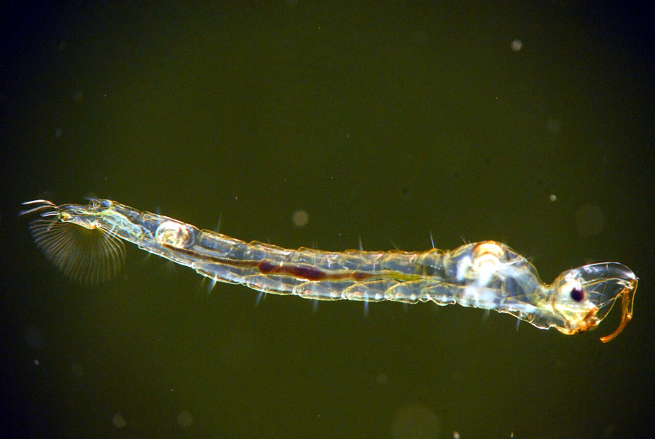Chaoborus crystallinus reference